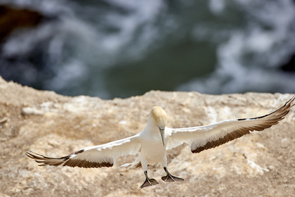 18_030403  ©ThMartinez Sea&Co.  MURIWAI BEACH - NORTH ISLAND. NEW ZEALAND . 11 March  2018. .Gannet ..