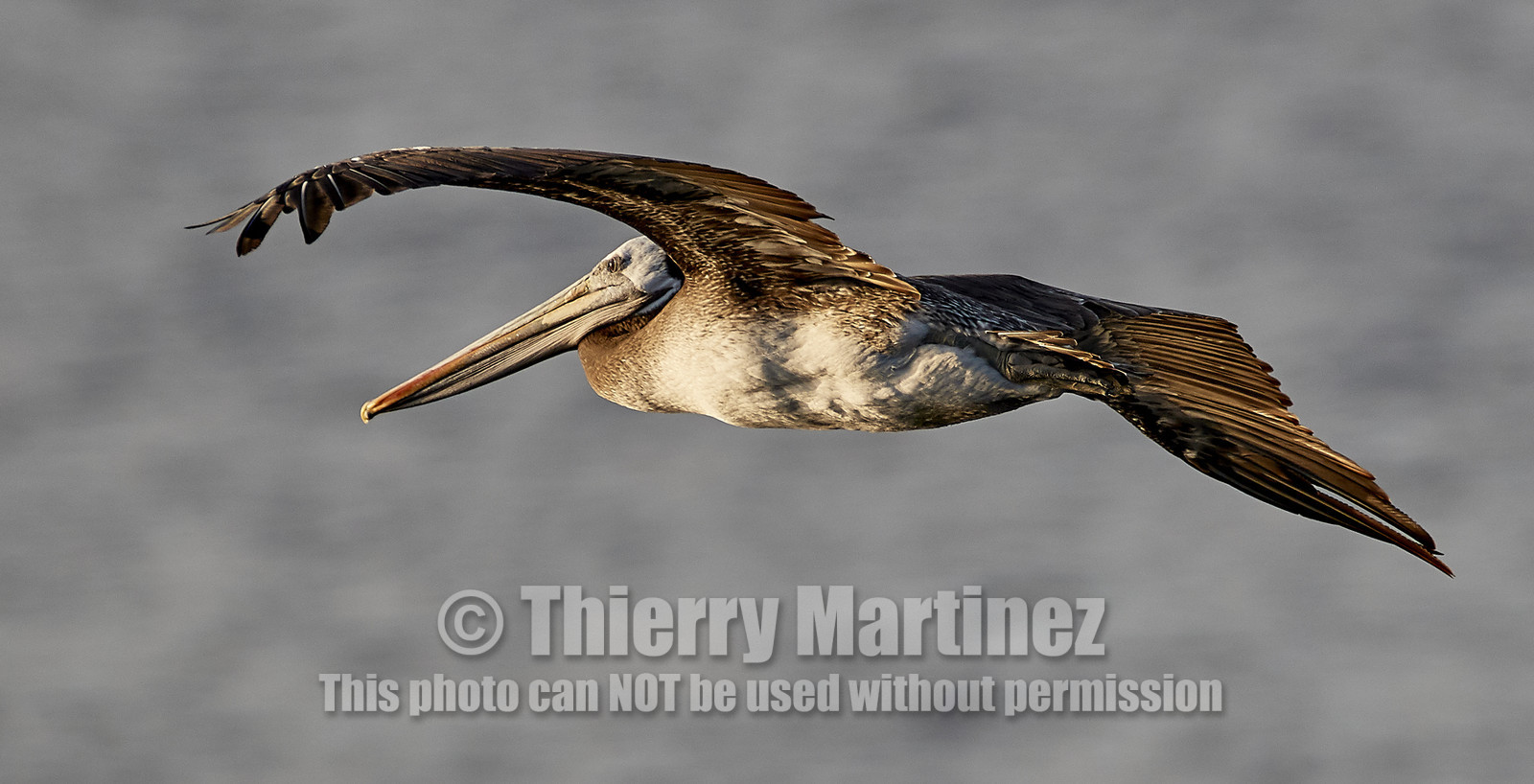 THM-18_043193_ZAPALLAR