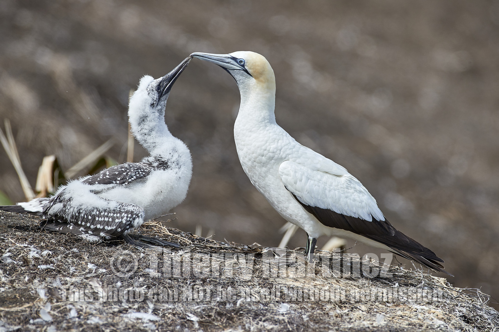 18_029949  ©ThMartinez Sea&Co.  MURIWAI BEACH - NORTH ISLAND. NEW ZEALAND . 11 March  2018. .Gannet ..