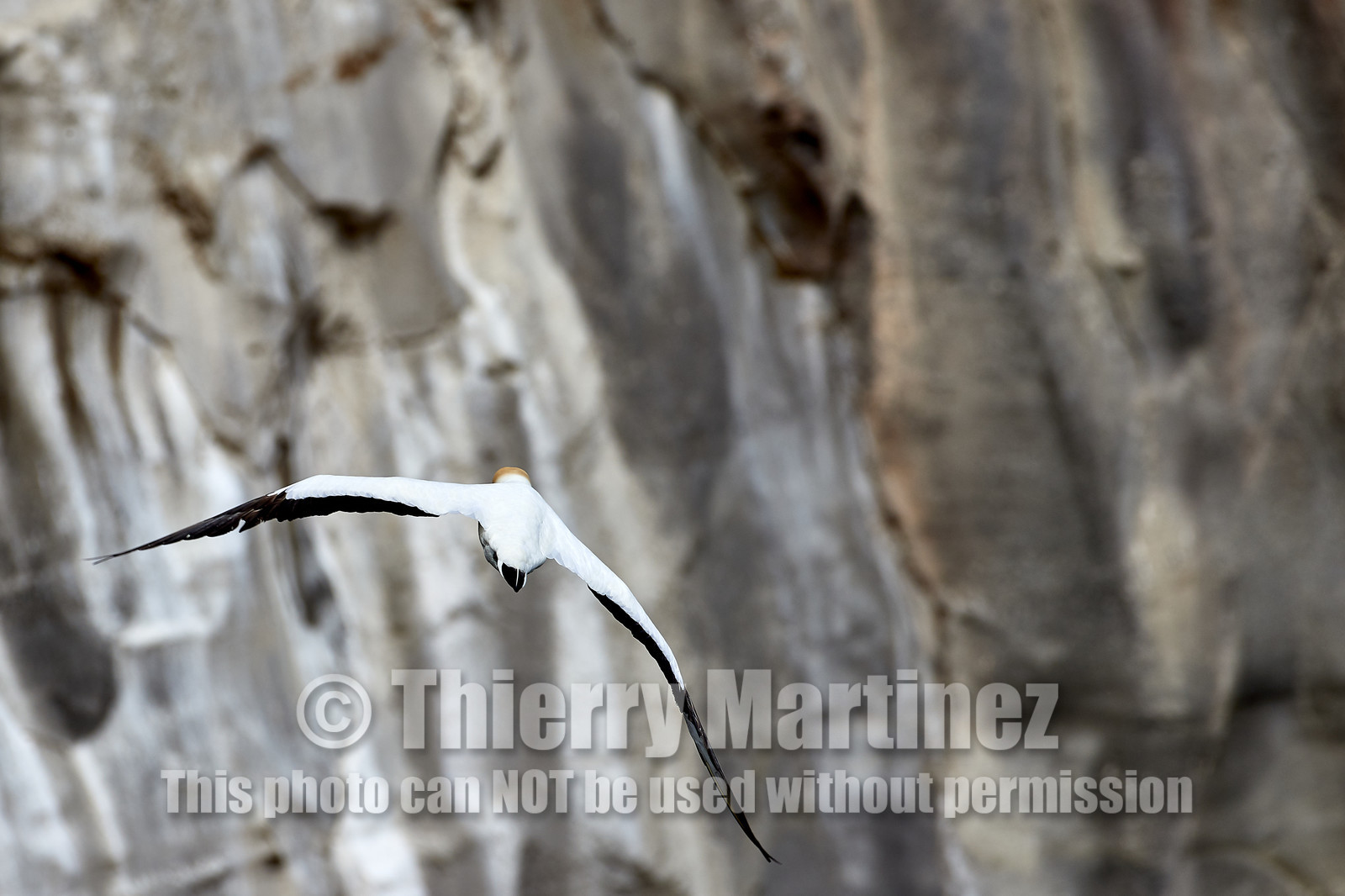 18_029126  ©ThMartinez Sea&Co.  MURIWAI BEACH - NORTH ISLAND. NEW ZEALAND . 11 March  2018. .Gannet ..
