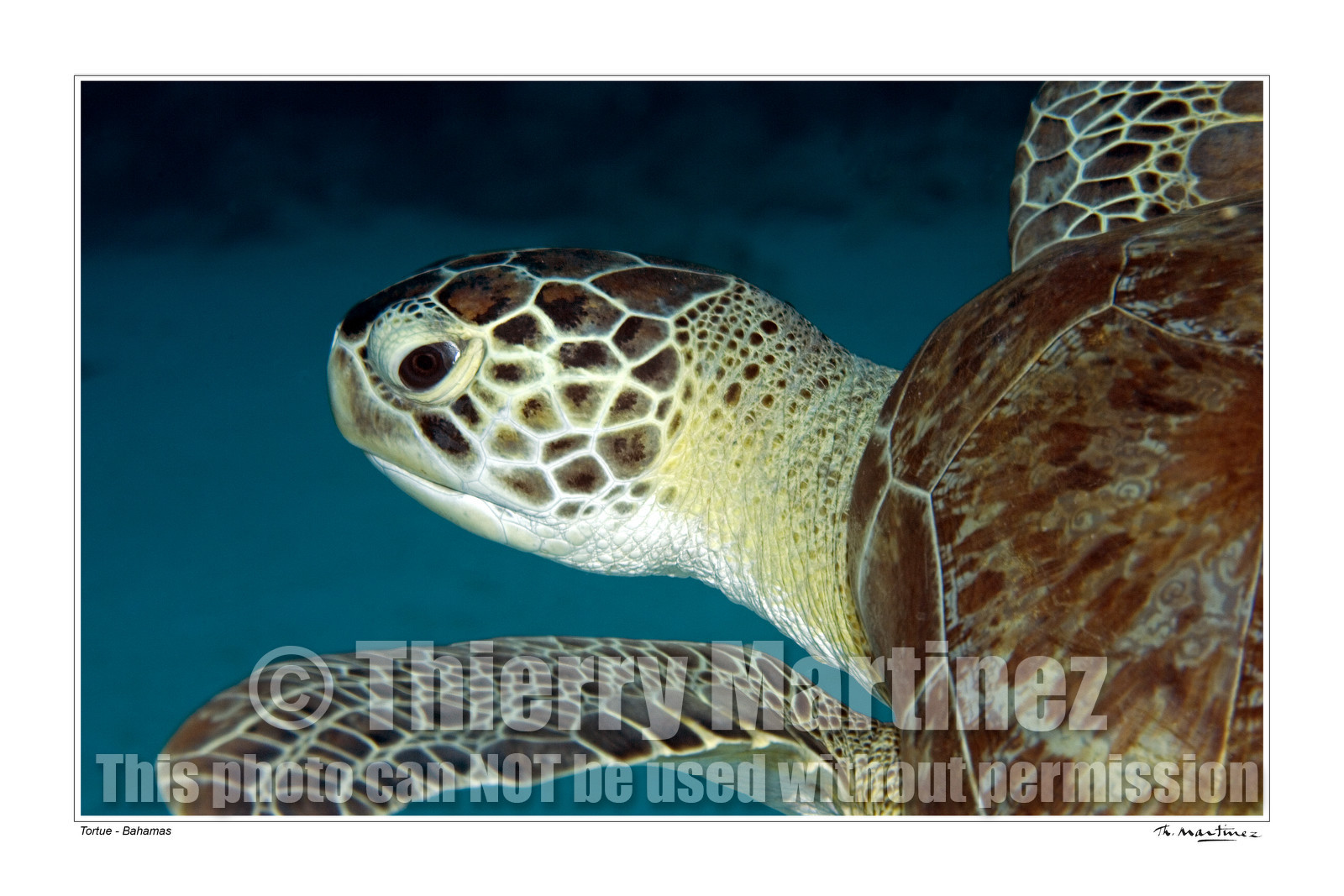 Photo disponible en tirage photo Fine Art,tirage original limités à 30 exemplaires.Chaque tirage est numéroté avec certificat d’authenticité signé.Pour choisir le format et support merci d'utiliser le caddie à coté de la photo.Formats disponibles : Tirage sur papier ( tirage seul) :  30x45 cm   40x60 cm  60x90 cm. Vous pouvez choisir le tirage avec un fond blanc ou noir , à votre convenance. Tirage sur papier contrecollé sur Dibond ( pas de bord blanc ou noir autour de l'image), avec système d'attache au dos:  30x45 cm   40x60 cm  50x75 cm  80x120cm.Tirage sur toile ( Canvas) monté sur chassis bois (pas de bord blanc ou noir autour de l'image), avec système d'attache au dos :  50x75 cm  80x120cm.Expédition ( Dans le monde entier): Colissimo (assurance) avec signature à réception. 48h pour la France métropolitaine.Il est possible de récupérer les tirages à La Galerie du Golfe (sans frais d'expèdition).Conditionnement tirages seuls: tube cylindrique renforcé + boite.