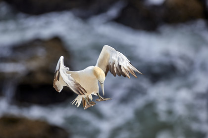 18_030399  ©ThMartinez Sea&Co.  MURIWAI BEACH - NORTH ISLAND. NEW ZEALAND . 11 March  2018. .Gannet ..
