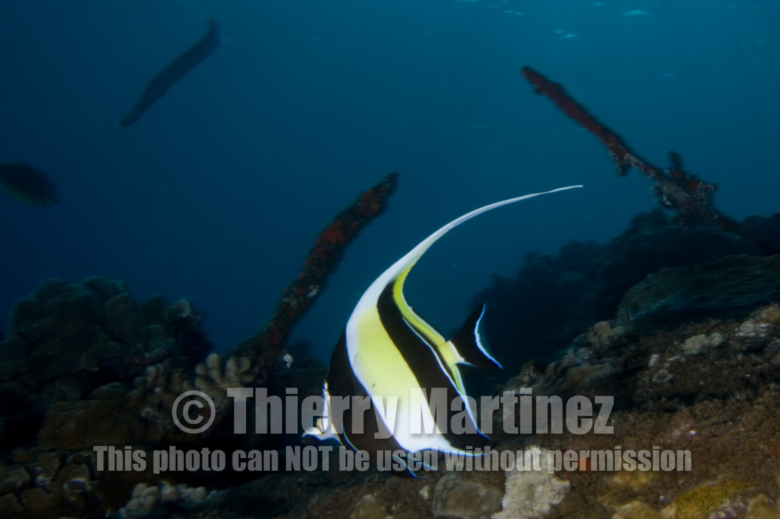 Diving in Maui - Hawaii.