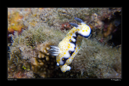 Photo disponible en tirage photo Fine Art,tirage original limités à 30 exemplaires.Chaque tirage est numéroté avec certificat d’authenticité signé.Pour choisir le format et support merci d'utiliser le caddie à coté de la photo.Formats disponibles : Tirage sur papier ( tirage seul) :  30x45 cm   40x60 cm  60x90 cm. Vous pouvez choisir le tirage avec un fond blanc ou noir , à votre convenance. Tirage sur papier contrecollé sur Dibond ( pas de bord blanc ou noir autour de l'image), avec système d'attache au dos:  30x45 cm   40x60 cm  50x75 cm  80x120cm.Tirage sur toile ( Canvas) monté sur chassis bois (pas de bord blanc ou noir autour de l'image), avec système d'attache au dos :  50x75 cm  80x120cm.Expédition ( Dans le monde entier): Colissimo (assurance) avec signature à réception. 48h pour la France métropolitaine.Il est possible de récupérer les tirages à La Galerie du Golfe (sans frais d'expèdition).Conditionnement tirages seuls: tube cylindrique renforcé + boite.