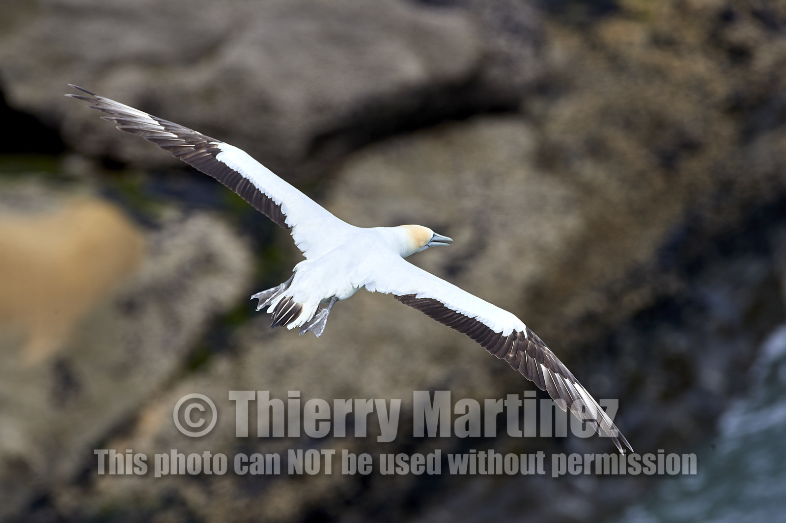 18_029433  ©ThMartinez Sea&Co.  MURIWAI BEACH - NORTH ISLAND. NEW ZEALAND . 11 March  2018. .Gannet ..