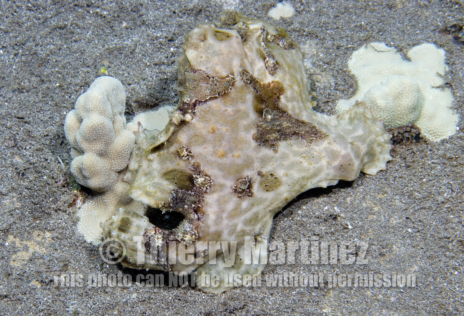 Diving in Maui HAWAII - USA . Jan 2007.