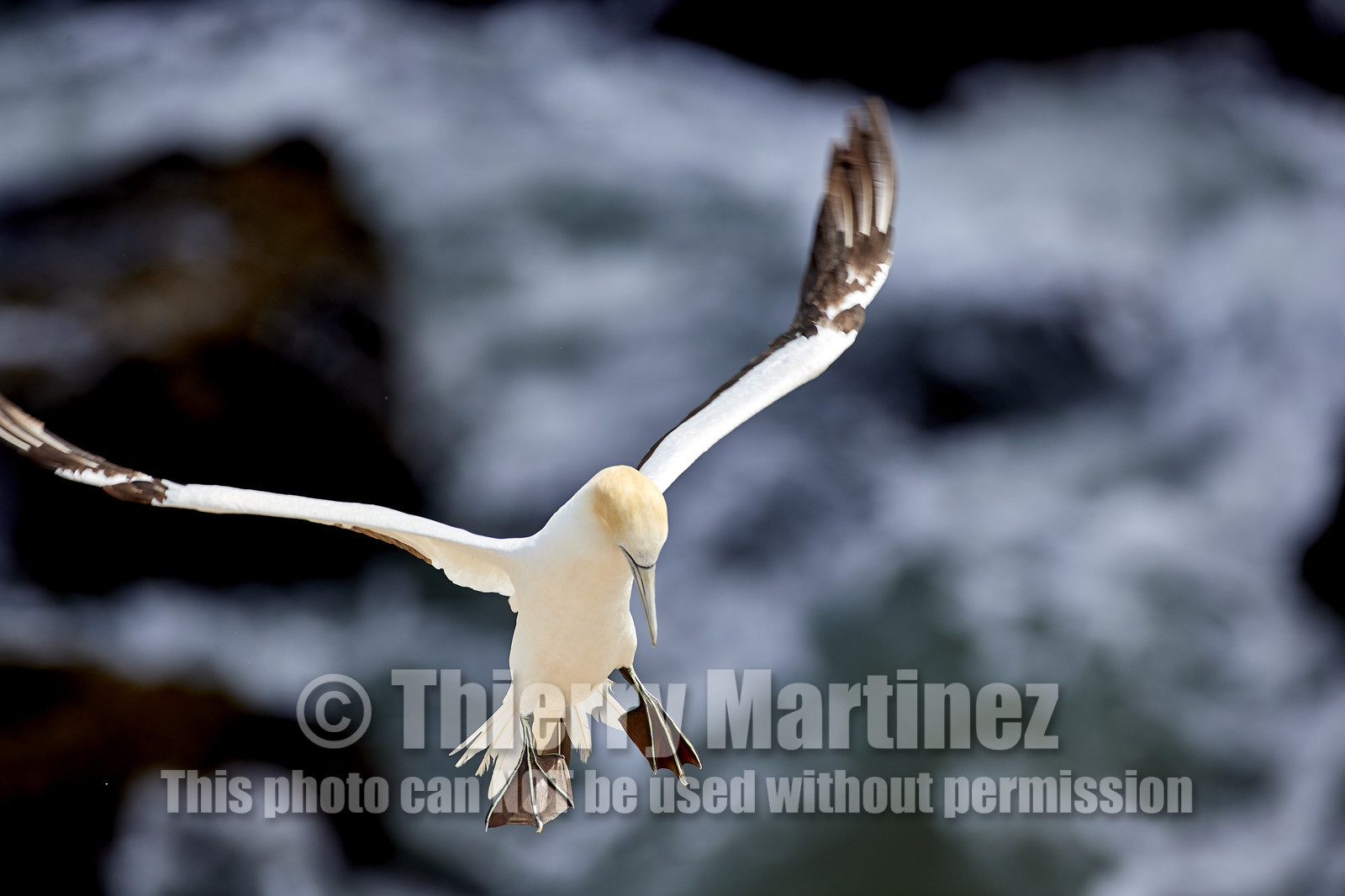18_030400  ©ThMartinez Sea&Co.  MURIWAI BEACH - NORTH ISLAND. NEW ZEALAND . 11 March  2018. .Gannet ..