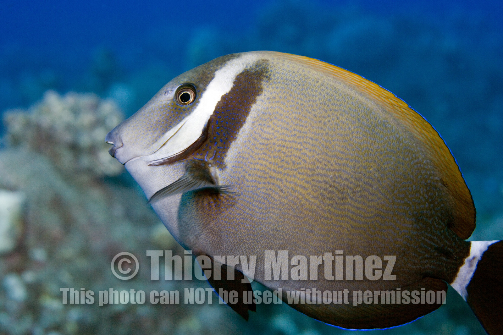 Diving in Maui HAWAII - USA . Jan 2007.