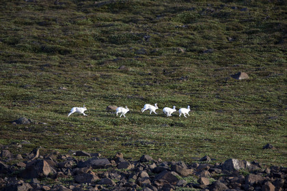 Schooner LA LOUISE sailing on west coast of Greenland.