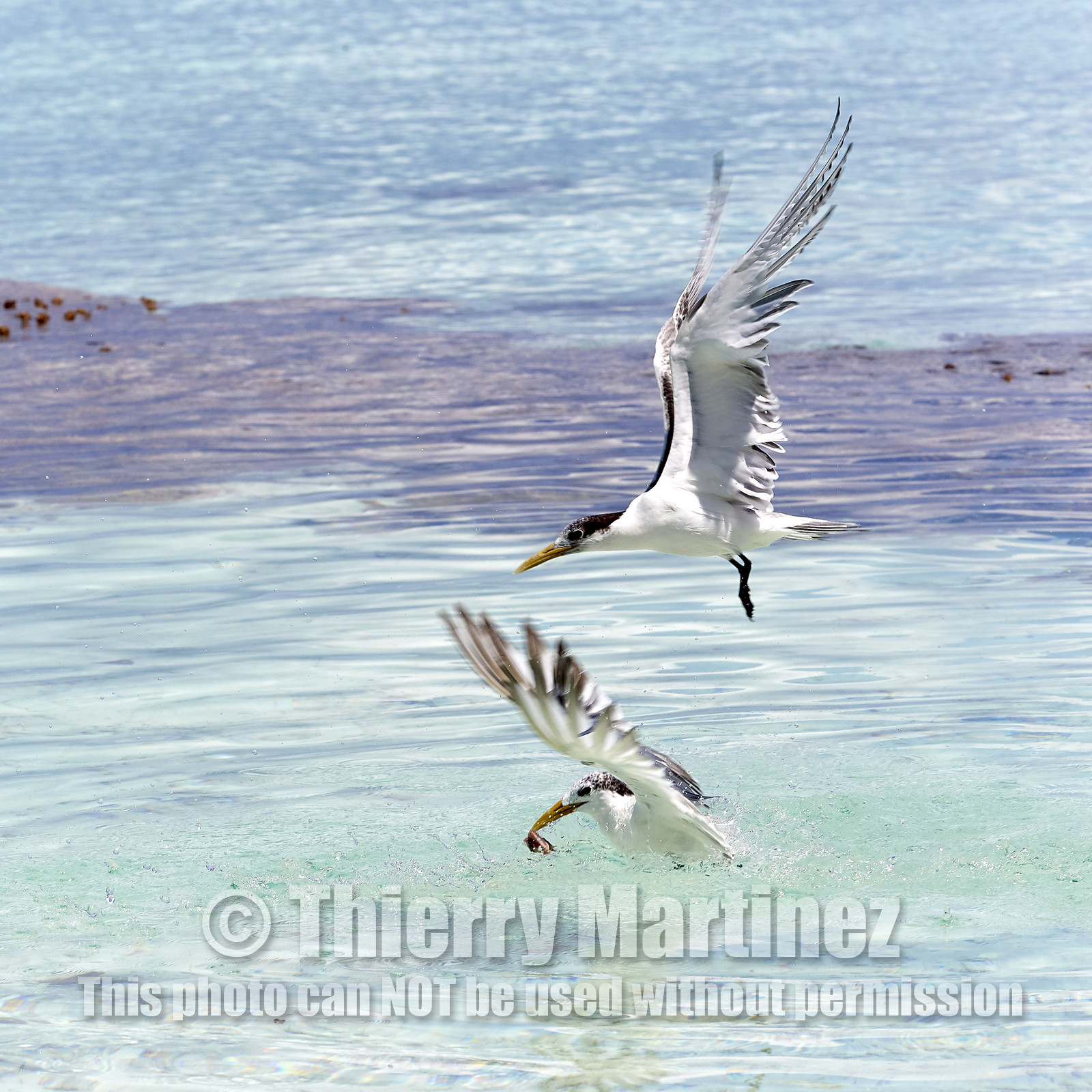 THM-18_040980_FAKARAVA