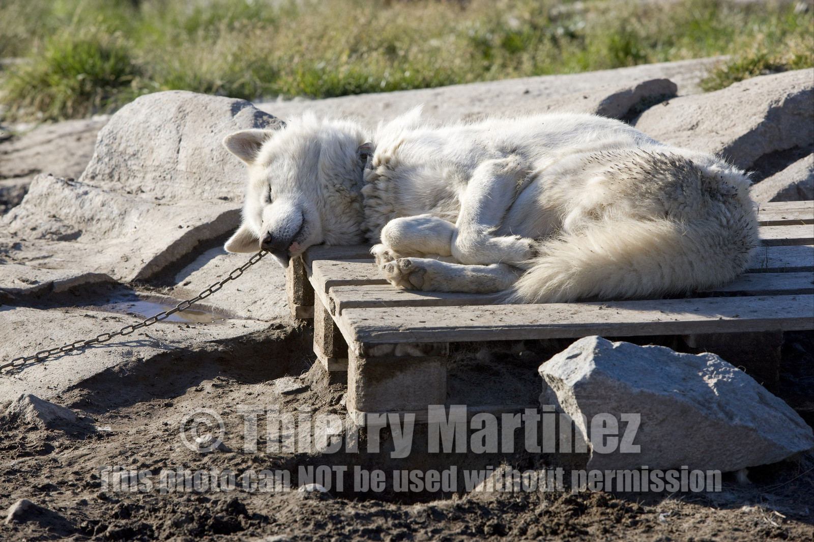 Schooner LA LOUISE sailing on west coast of Greenland.