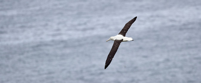 18_025285-Royal Alabtros