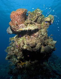 DIVING IN BAHAMAS. Dec 2006.