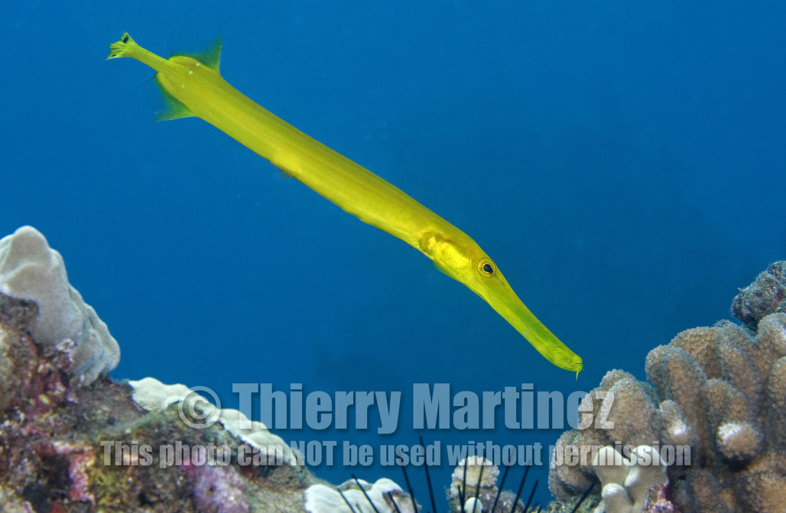 Diving in Maui HAWAII - USA . Jan 2007.