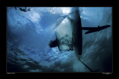 07_02436-moth fond noir-.jpg