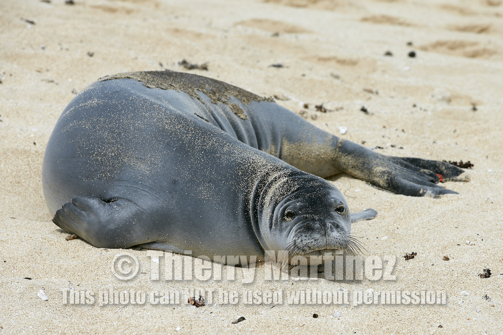 13_23453 Hawaiian Monk Seal