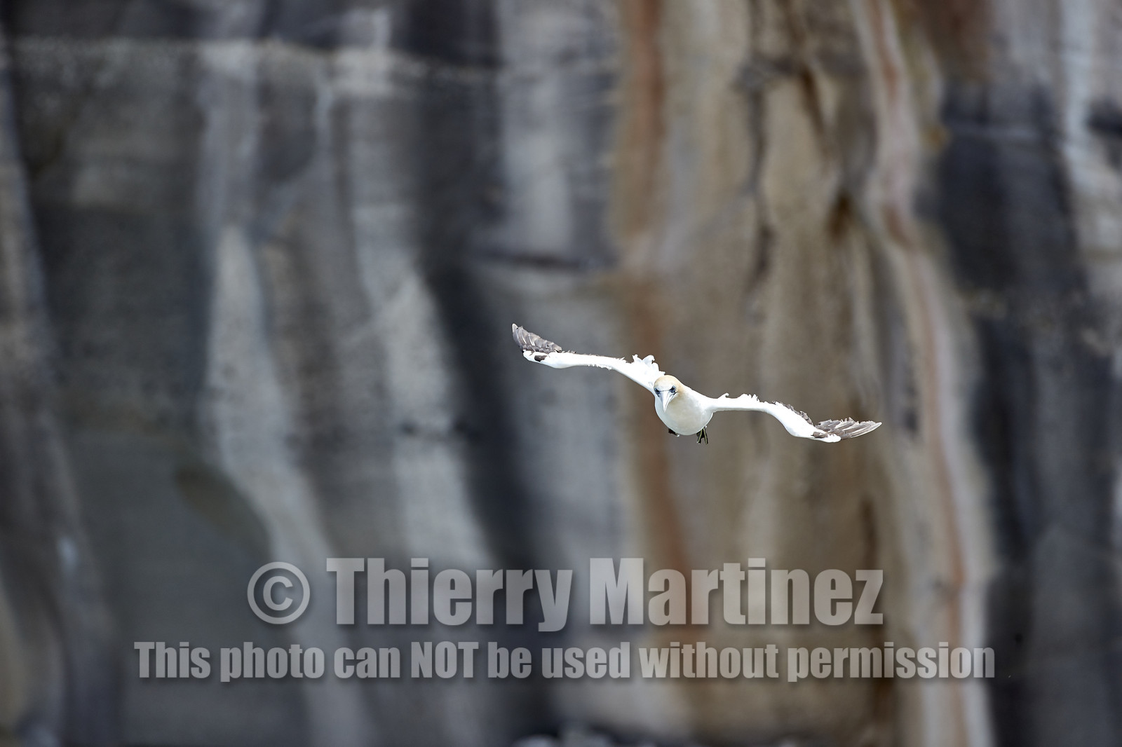 18_030458  ©ThMartinez Sea&Co.  MURIWAI BEACH - NORTH ISLAND. NEW ZEALAND . 11 March  2018. .Gannet ..