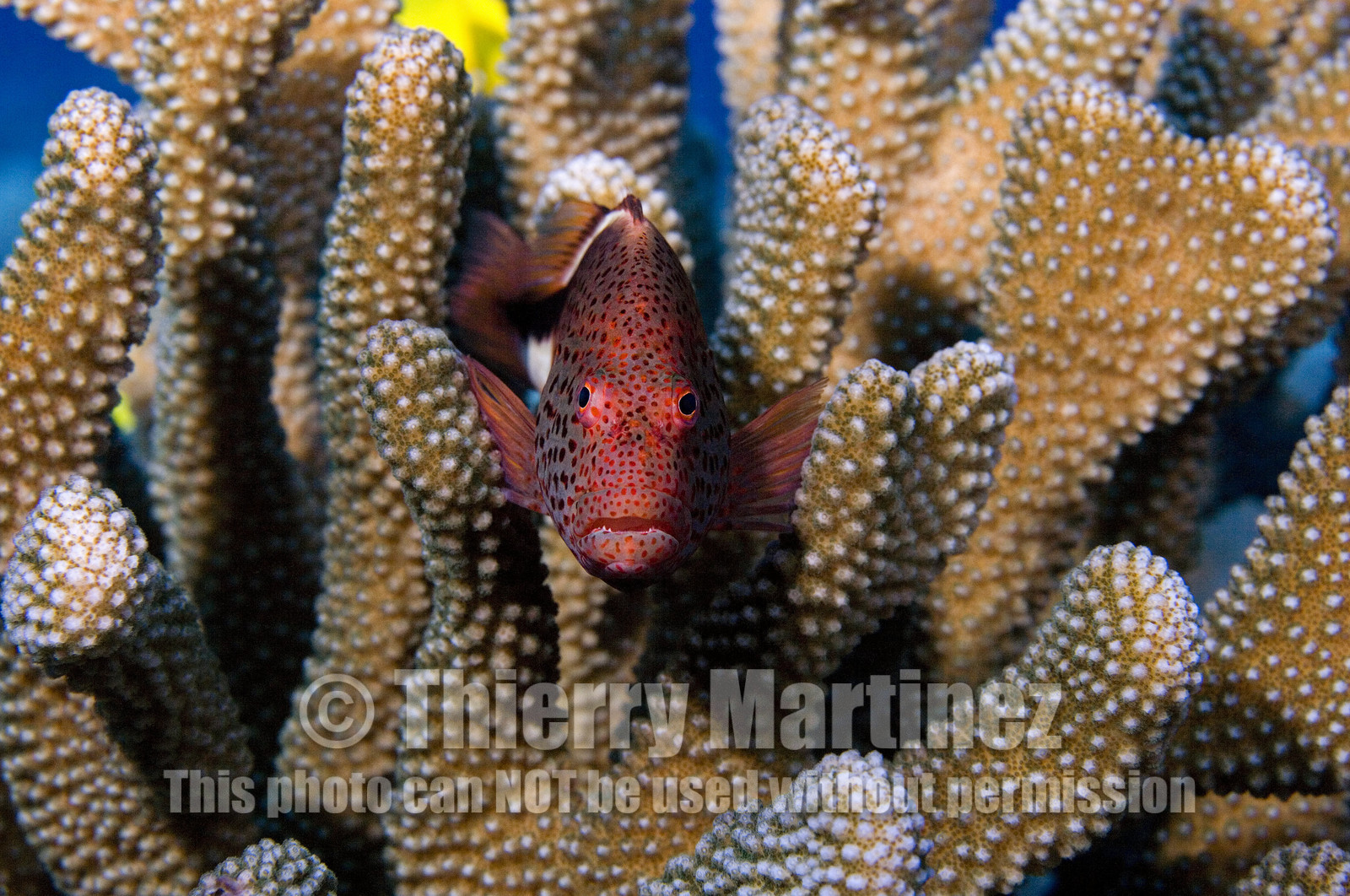 Diving in Maui HAWAII - USA . Jan 2007.