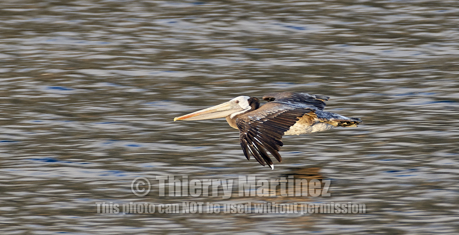 THM-18_043549_ZAPALLAR