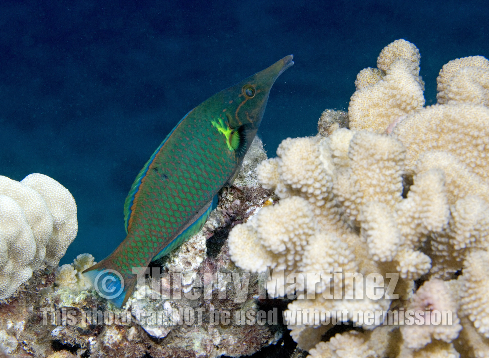 Diving in Maui HAWAII - USA . Jan 2007.