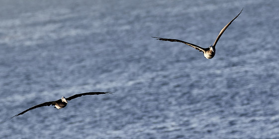 THM-18_043053_ZAPALLAR