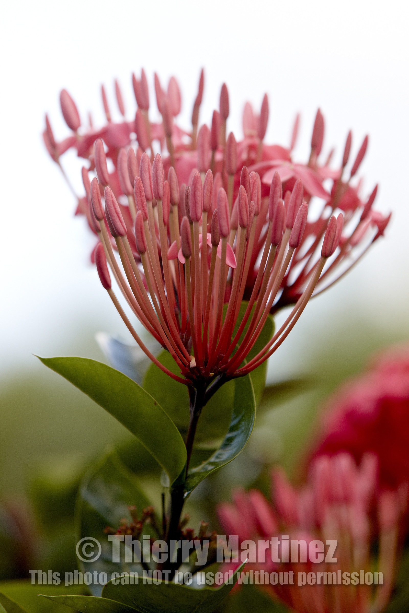 15_023403  ©ThMartinez Sea&Co.  HUAHINE - ILES SOUS LE VENT. POLYNESIE FRANCAISE . 31 January 2015. .Village de FARE.