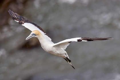 18_029314  ©ThMartinez Sea&Co.  MURIWAI BEACH - NORTH ISLAND. NEW ZEALAND . 11 March  2018. .Gannet ..