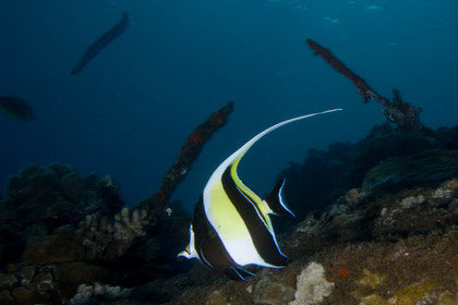 Diving in Maui - Hawaii.