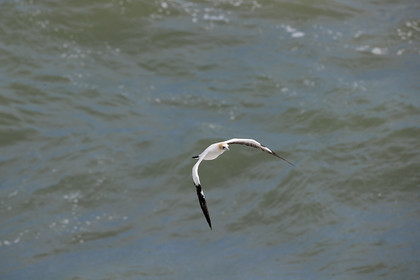 18_029132  ©ThMartinez Sea&Co.  MURIWAI BEACH - NORTH ISLAND. NEW ZEALAND . 11 March  2018. .Gannet ..
