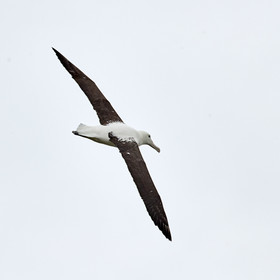 18_025386-Royal Alabtros