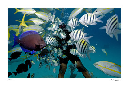 06_20036-bahamas-fond blanc-.jpg