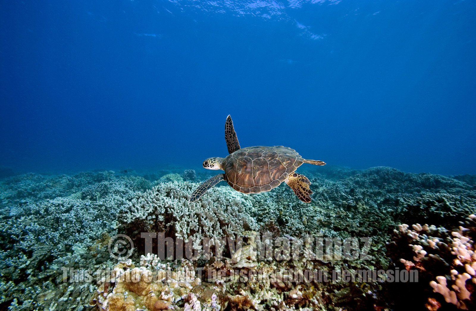 Diving in Maui HAWAII - USA . Jan 2007.