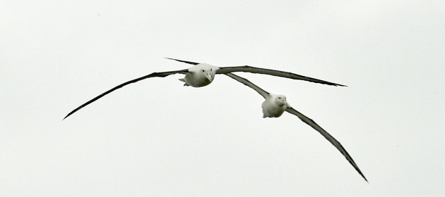 18_025705-Royal Alabtros