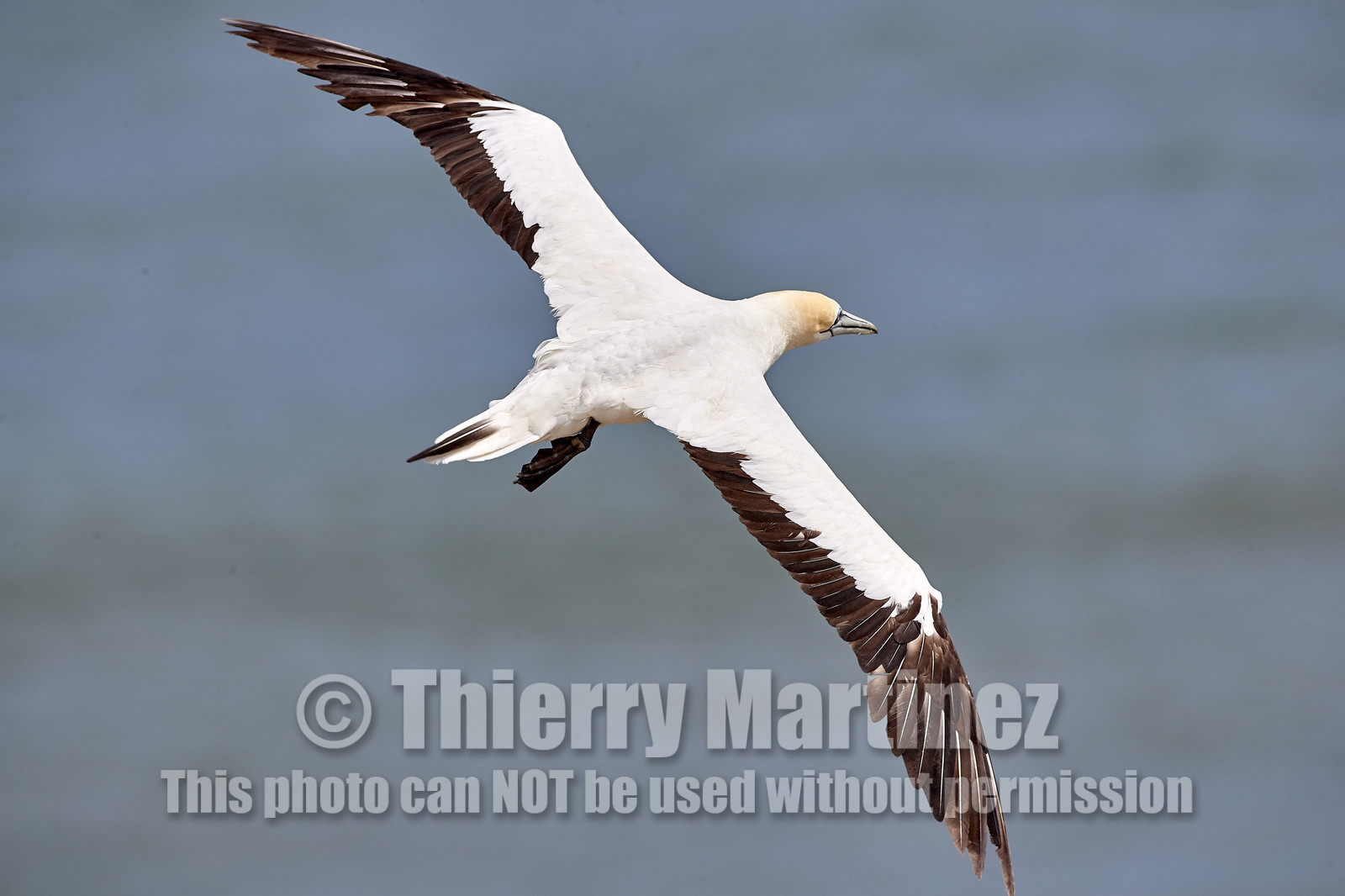 18_029652  ©ThMartinez Sea&Co.  MURIWAI BEACH - NORTH ISLAND. NEW ZEALAND . 11 March  2018. .Gannet ..
