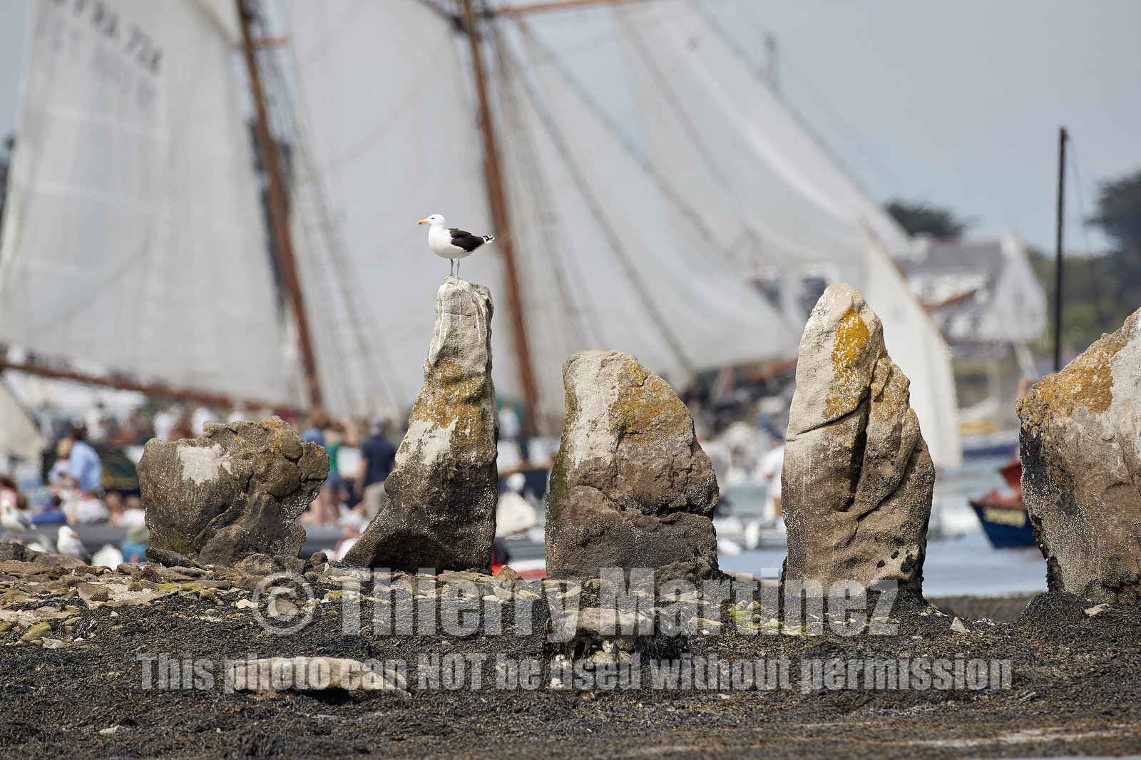 THM-17_011982-Semaine du Golfe-Parade