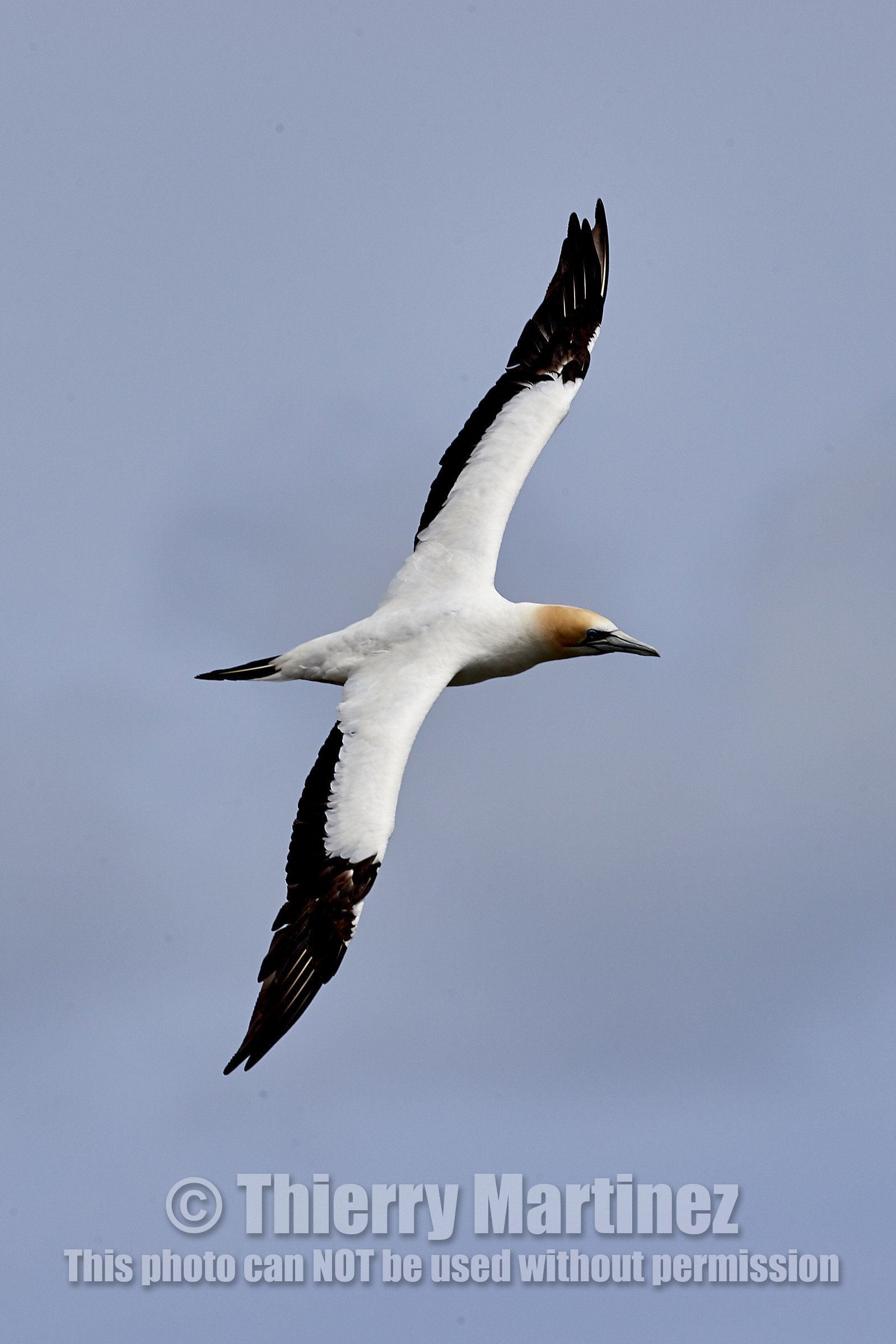 18_029213  ©ThMartinez Sea&Co.  MURIWAI BEACH - NORTH ISLAND. NEW ZEALAND . 11 March  2018. .Gannet ..