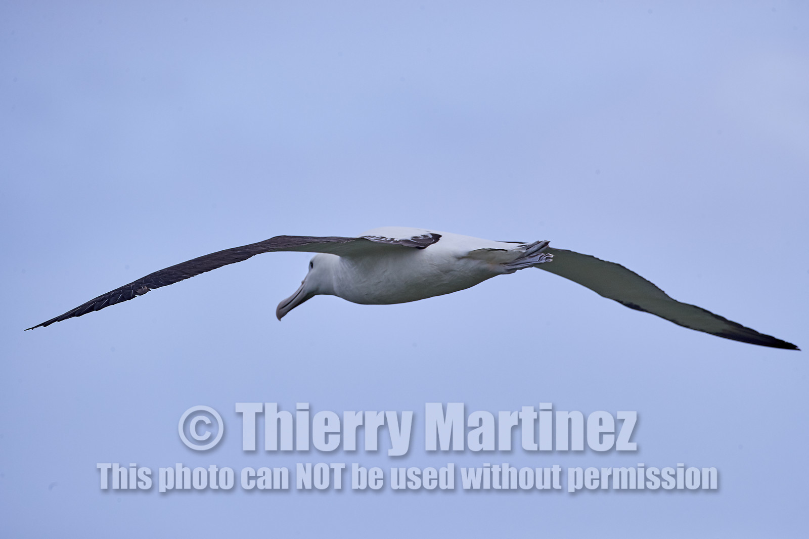 18_025483-Royal Alabtros